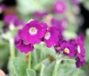 Primula marginata A...